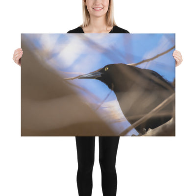 Perched Grackle Canvas