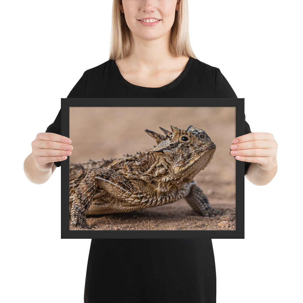 Texas Horned Lizard Framed Matte