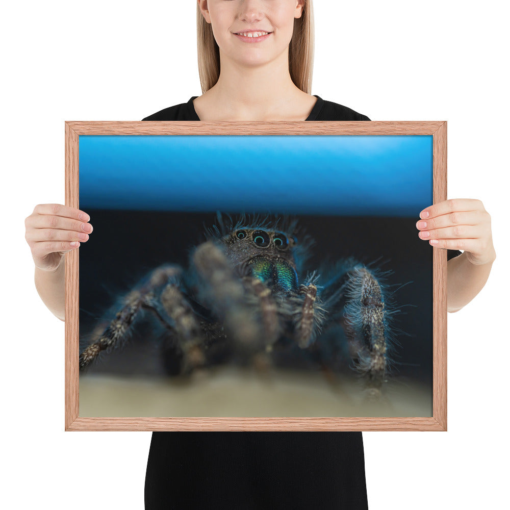 Jumping Spider Framed Matte