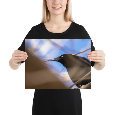 Perched Grackle Matte