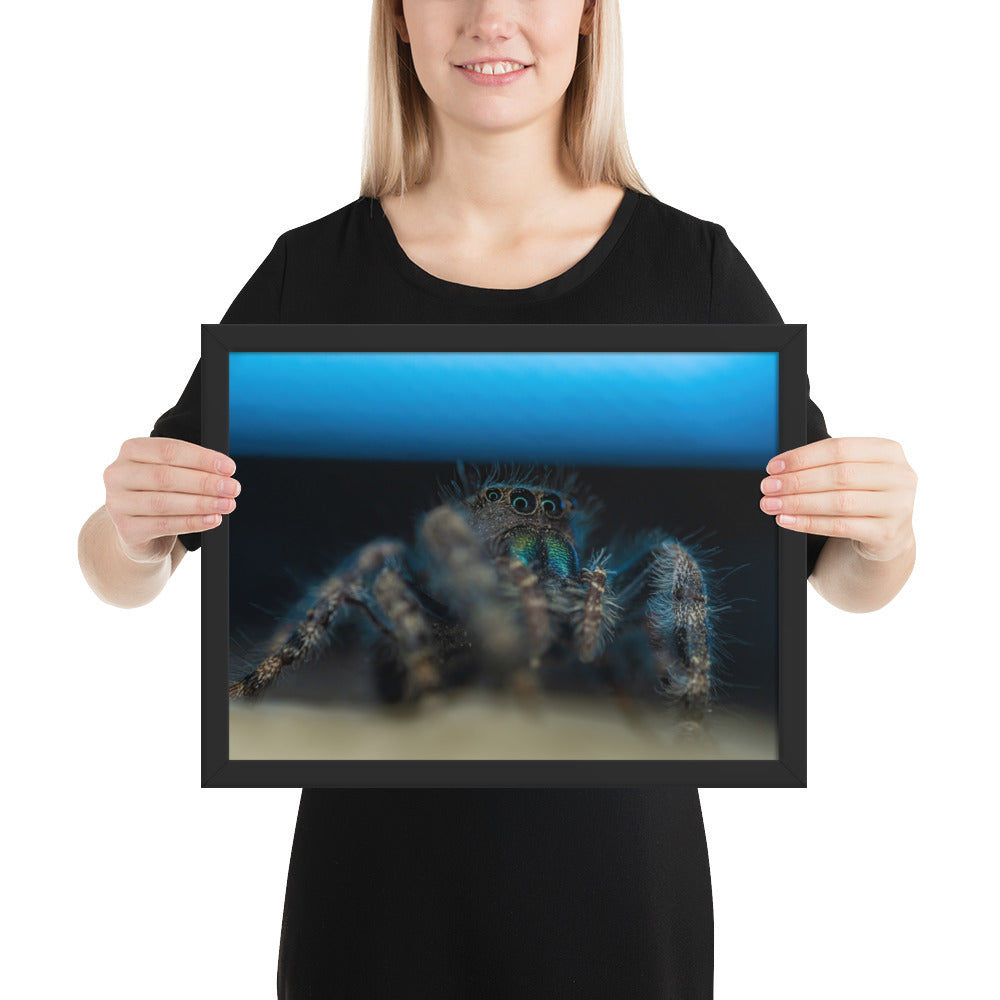 Jumping Spider Framed Luster