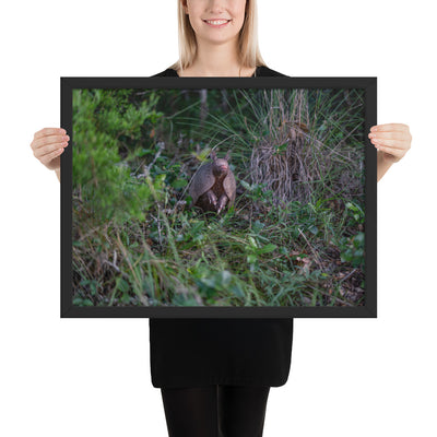 Hill Country Armadillo Framed Luster