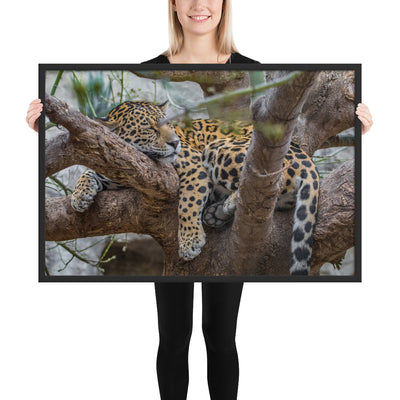 Sleepy Jaguar Framed Luster