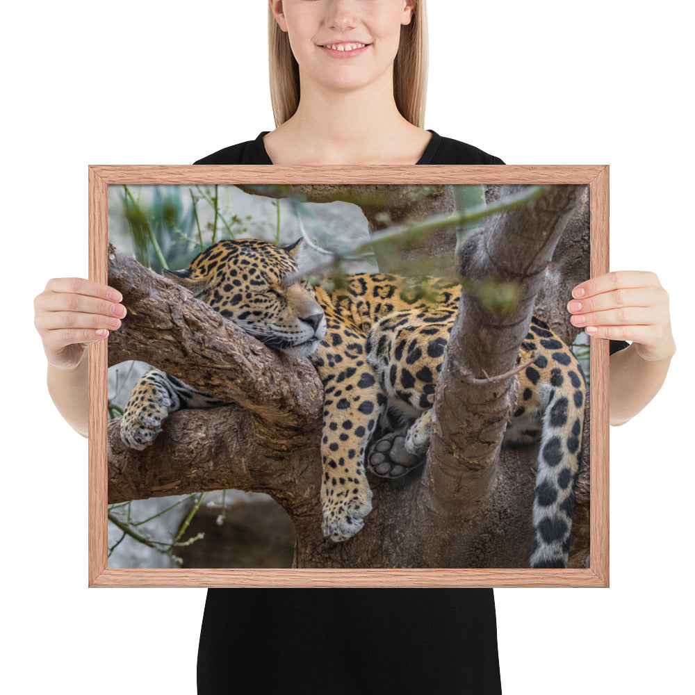 Sleepy Jaguar Framed Luster