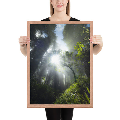 Redwoods Halo Framed Luster