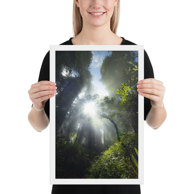 Redwoods Halo Framed Luster