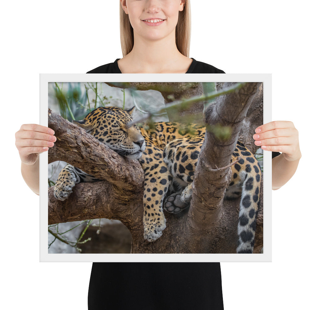 Sleepy Jaguar Framed Luster