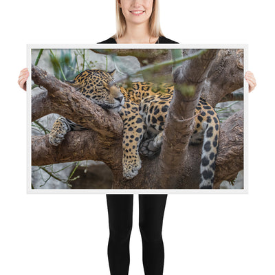 Sleepy Jaguar Framed Luster