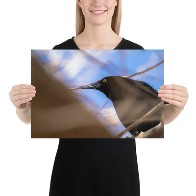 Perched Grackle Luster