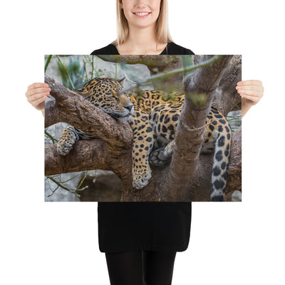 Sleepy Jaguar Luster