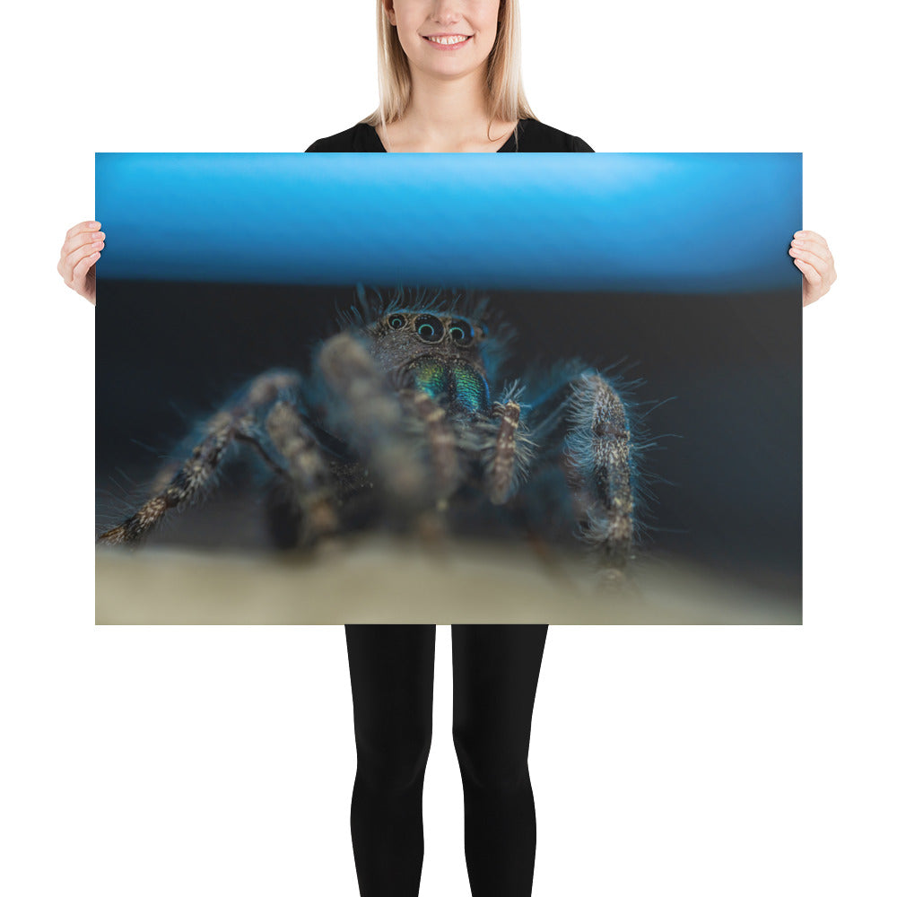 Jumping Spider Luster